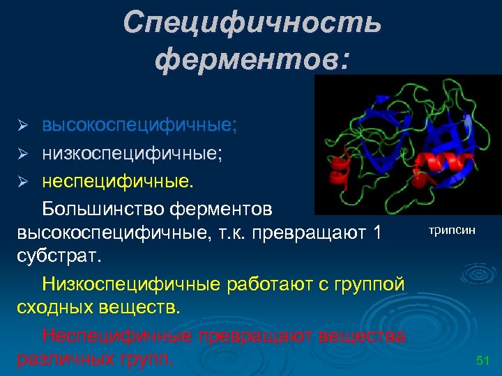 Специфичность ферментов: высокоспецифичные; Ø низкоспецифичные; Ø неспецифичные. Большинство ферментов высокоспецифичные, т. к. превращают 1