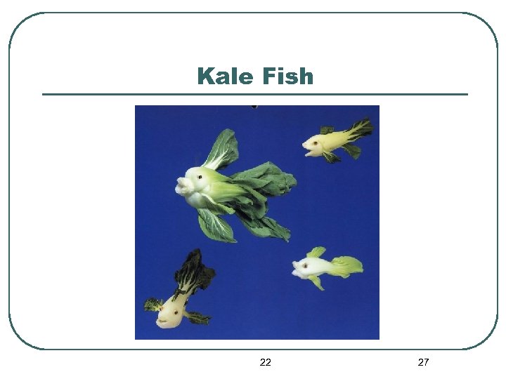 Kale Fish 22 27 