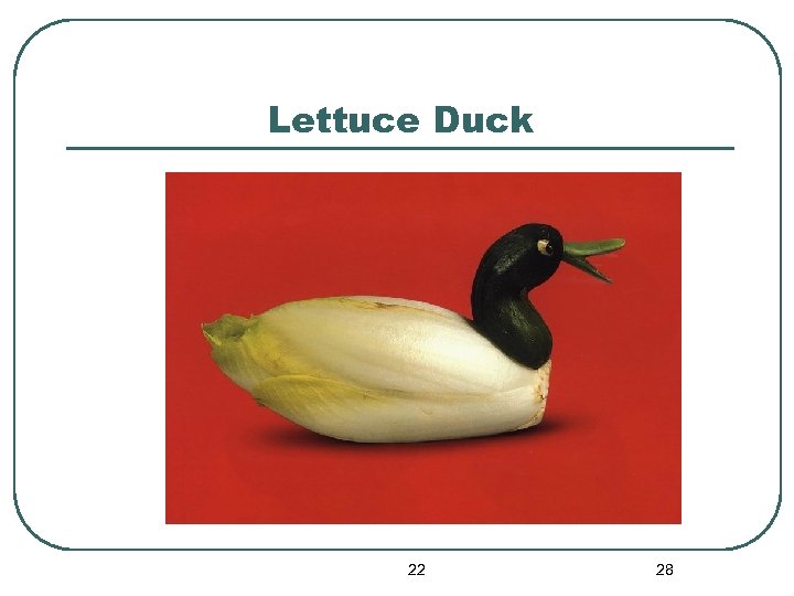 Lettuce Duck 22 28 