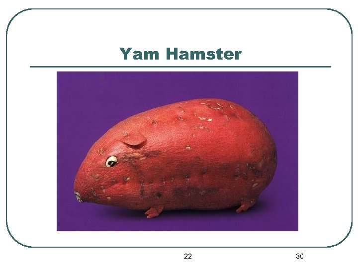 Yam Hamster 22 30 