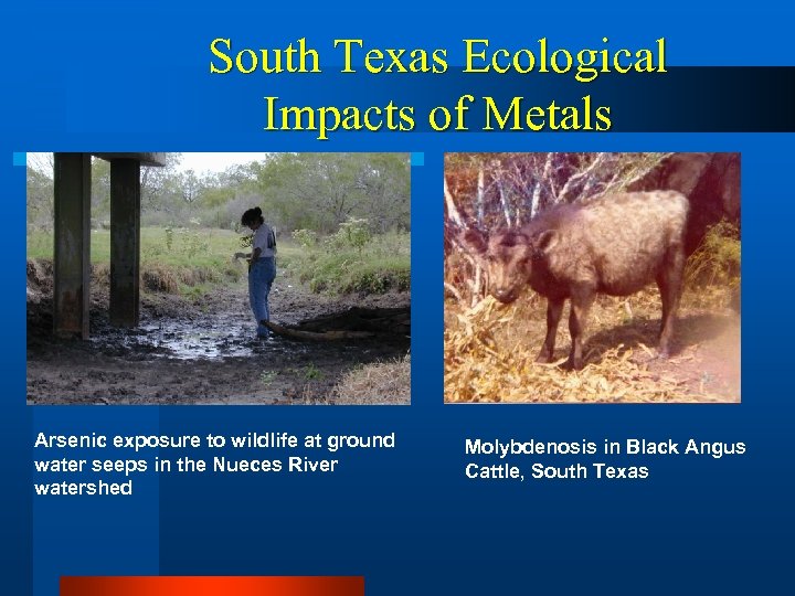 South Texas Ecological Impacts of Metals Arsenic exposure to wildlife at ground water seeps