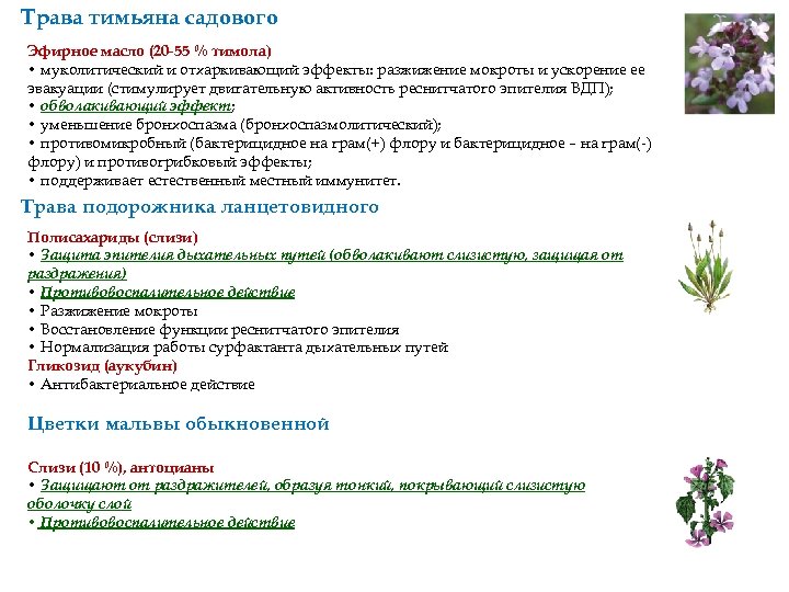 Трава тимьяна садового Эфирное масло (20 -55 % тимола) • муколитический и отхаркивающий эффекты: