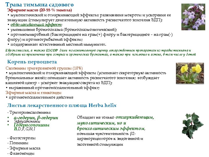 Трава тимьяна садового Эфирное масло (20 -55 % тимола) • муколитический и отхаркивающий эффекты: