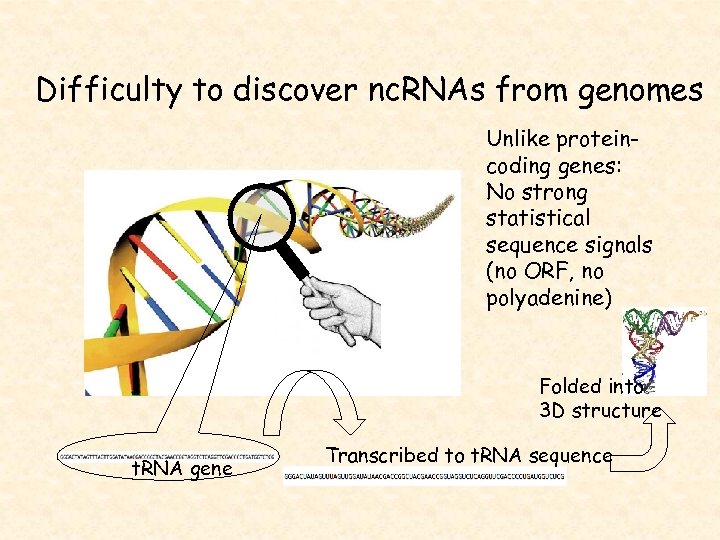 Difficulty to discover nc. RNAs from genomes Unlike proteincoding genes: No strong statistical sequence