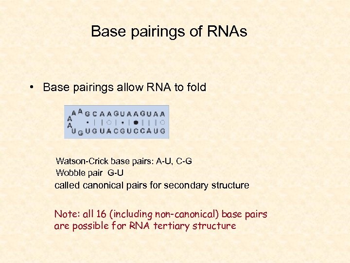 Base pairings of RNAs • Base pairings allow RNA to fold Watson-Crick base pairs: