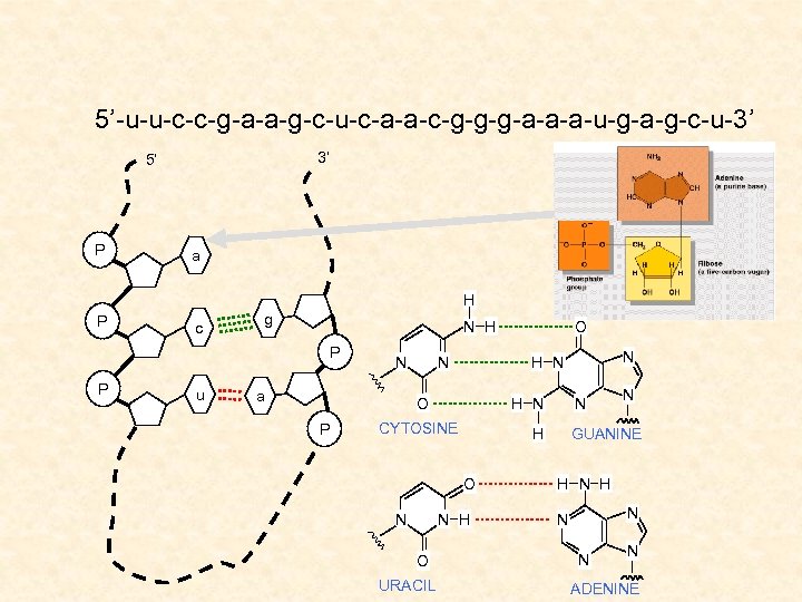 5’-u-u-c-c-g-a-a-g-c-u-c-a-a-c-g-g-g-a-a-a-u-g-a-g-c-u-3’ 3’ 5’ P a H P c g N H P P u