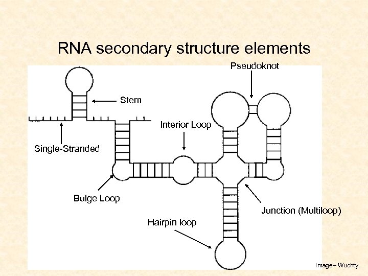 RNA secondary structure elements Pseudoknot Stem Interior Loop Single-Stranded Bulge Loop Junction (Multiloop) Hairpin
