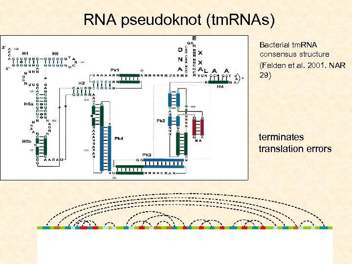 RNA pseudoknot (tm. RNAs) Bacterial tm. RNA consensus structure (Felden et al. 2001. NAR