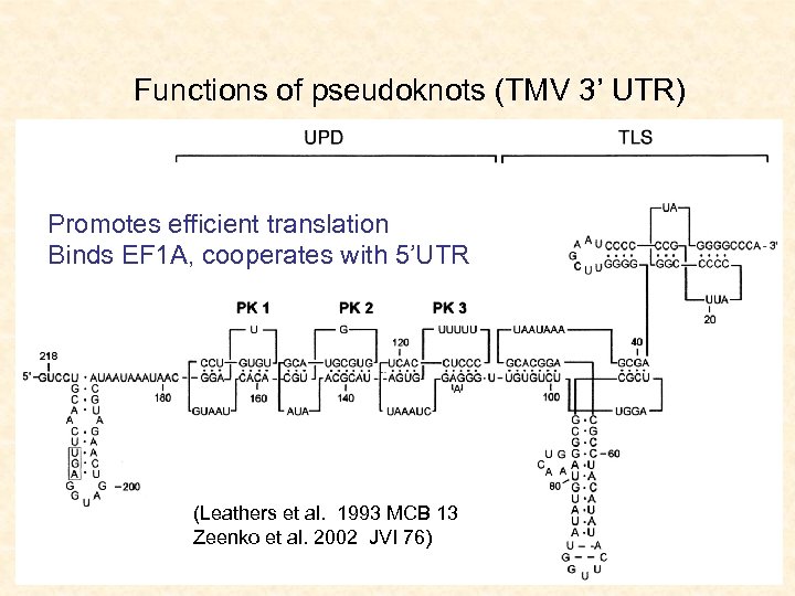 Functions of pseudoknots (TMV 3’ UTR) Promotes efficient translation Binds EF 1 A, cooperates