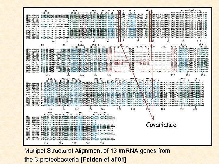 Covariance Mutlipel Structural Alignment of 13 tm. RNA genes from the β-proteobacteria [Felden et