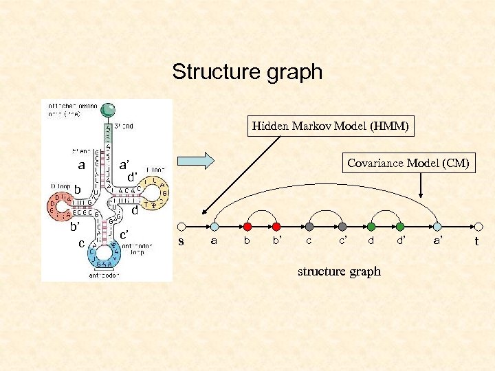 Structure graph Hidden Markov Model (HMM) a b Covariance Model (CM) a’ d’ d