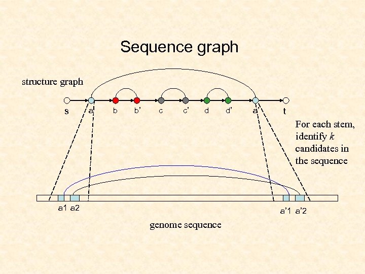Sequence graph structure graph s a b b’ c c’ d d’ a’ t
