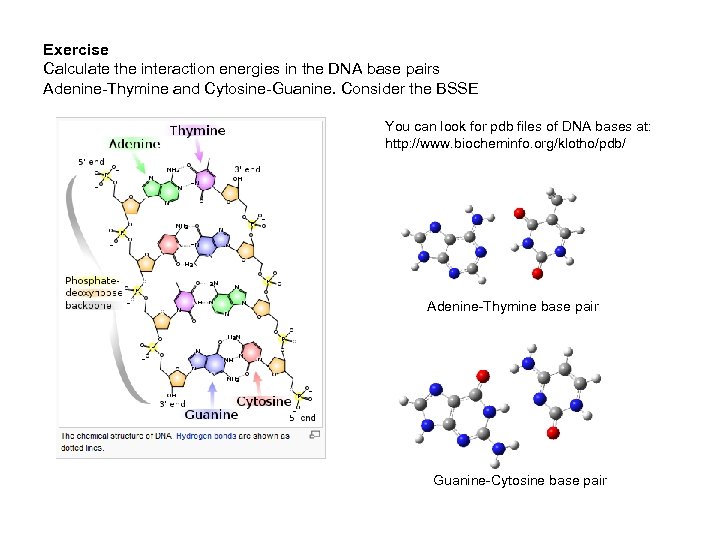 Exercise Calculate the interaction energies in the DNA base pairs Adenine-Thymine and Cytosine-Guanine. Consider