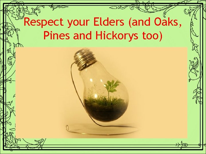 Respect your Elders (and Oaks, Pines and Hickorys too) 