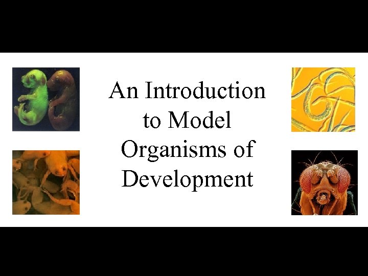 An Introduction to Model Organisms of Development 