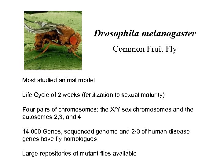 Drosophila melanogaster Common Fruit Fly Most studied animal model Life Cycle of 2 weeks