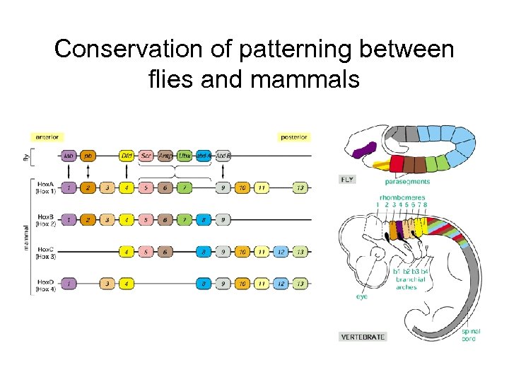 Conservation of patterning between flies and mammals 