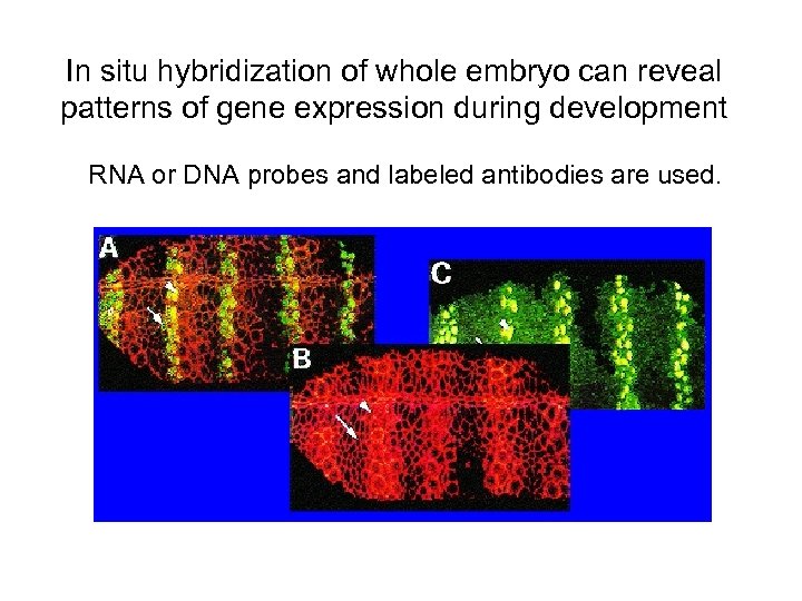 In situ hybridization of whole embryo can reveal patterns of gene expression during development