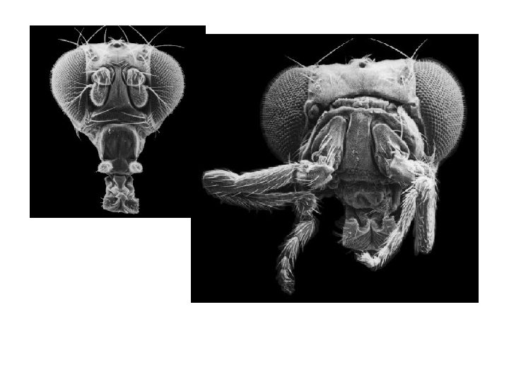 Wildtype fly Antennapedia mutant: Antenna are transformed into metathoracic (second thoracic segment) legs 