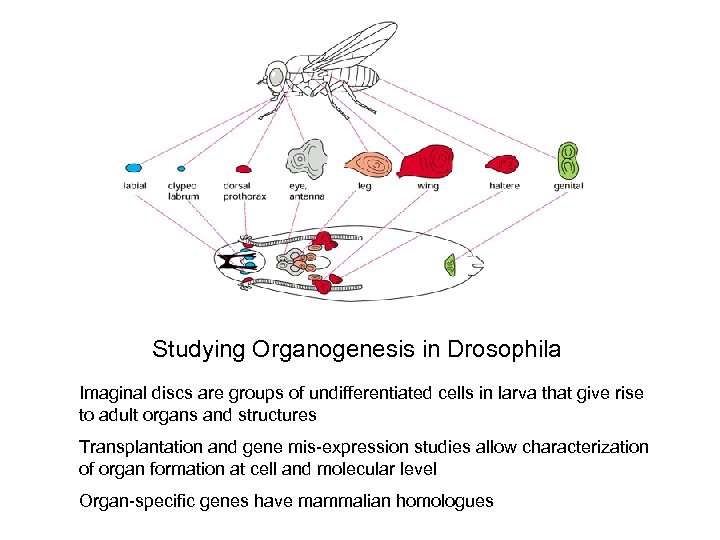 Studying Organogenesis in Drosophila Imaginal discs are groups of undifferentiated cells in larva that