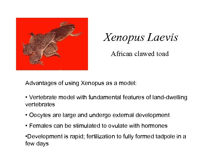 Xenopus Laevis African clawed toad Advantages of using Xenopus as a model: • Vertebrate