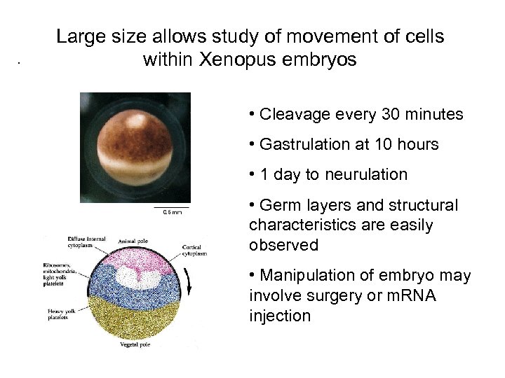 . Large size allows study of movement of cells within Xenopus embryos • Cleavage