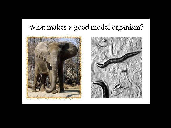 What makes a good model organism? Gas: 2000 liters of methane gas released/day! 