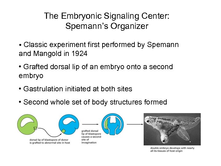 The Embryonic Signaling Center: Spemann’s Organizer • Classic experiment first performed by Spemann and