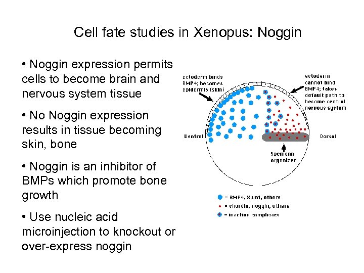 Cell fate studies in Xenopus: Noggin • Noggin expression permits cells to become brain