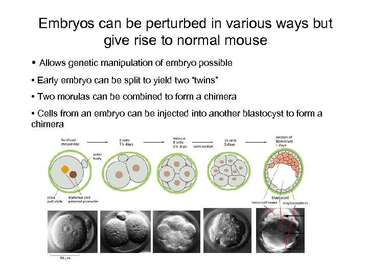 Embryos can be perturbed in various ways but give rise to normal mouse •