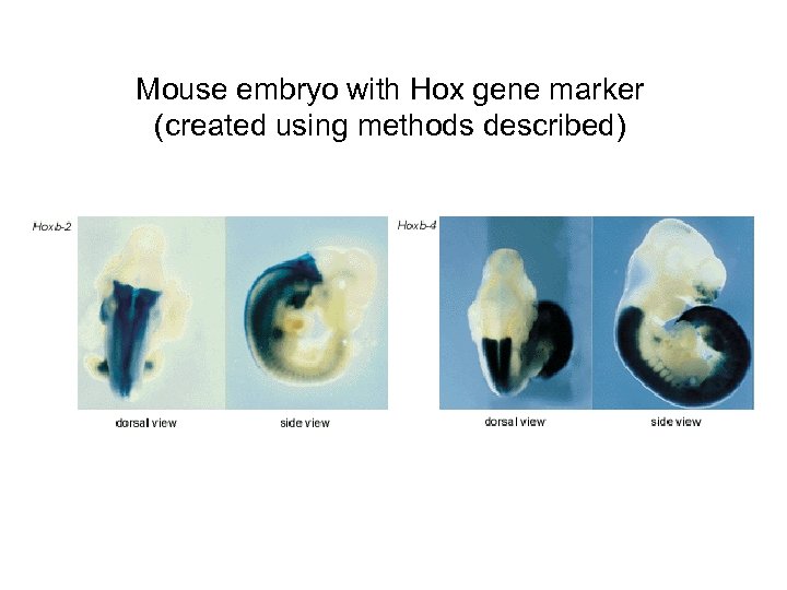 Mouse embryo with Hox gene marker (created using methods described) 