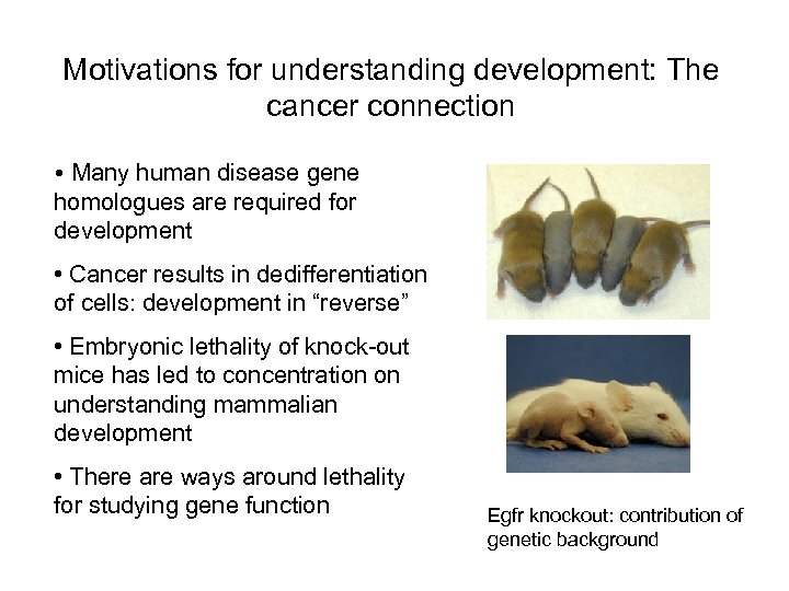 Motivations for understanding development: The cancer connection • Many human disease gene homologues are