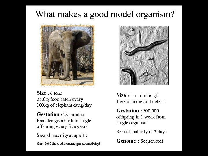 What makes a good model organism? Size : 6 tons 250 kg food eaten