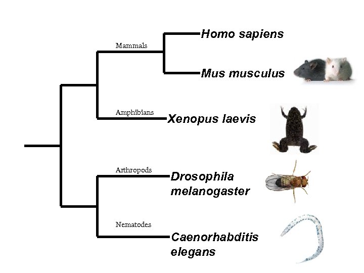 Homo sapiens Mammals Mus musculus Amphibians Xenopus laevis Arthropods Drosophila melanogaster Nematodes Caenorhabditis elegans