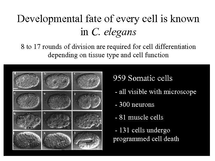 Developmental fate of every cell is known in C. elegans 8 to 17 rounds