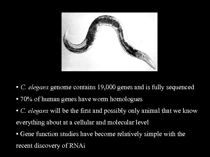  • C. elegans genome contains 19, 000 genes and is fully sequenced •