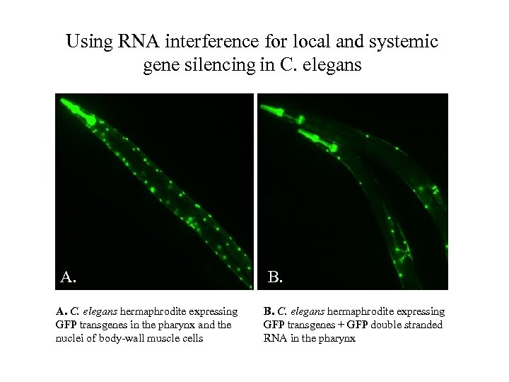 Using RNA interference for local and systemic gene silencing in C. elegans A. A.