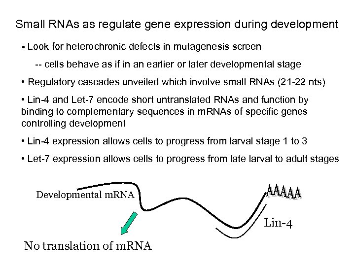 Small RNAs as regulate gene expression during development • Look for heterochronic defects in