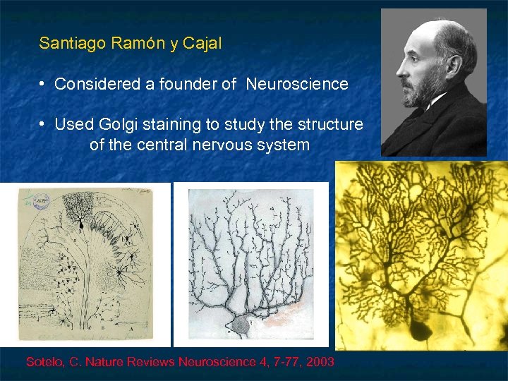 Santiago Ramón y Cajal • Considered a founder of Neuroscience • Used Golgi staining