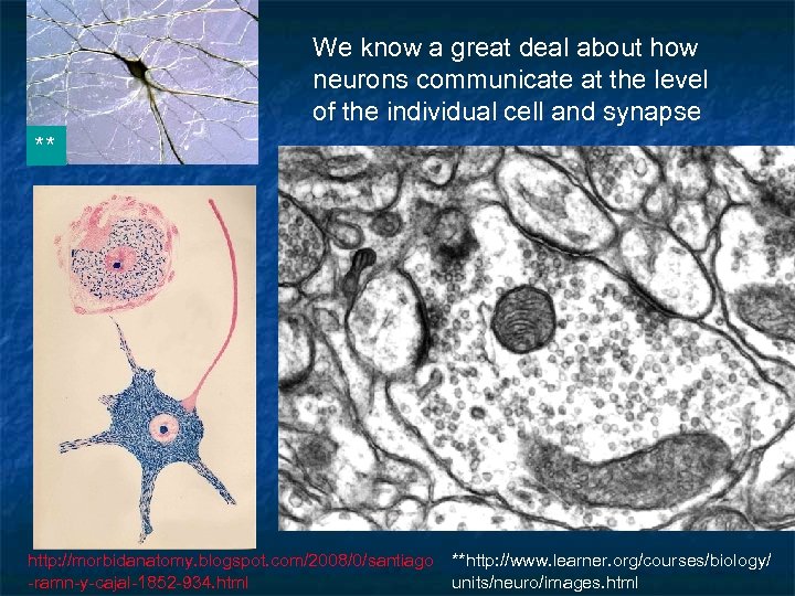 We know a great deal about how neurons communicate at the level of the