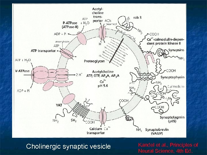 Cholinergic synaptic vesicle Kandel et al. , Principles of Neural Science, 4 th Ed.