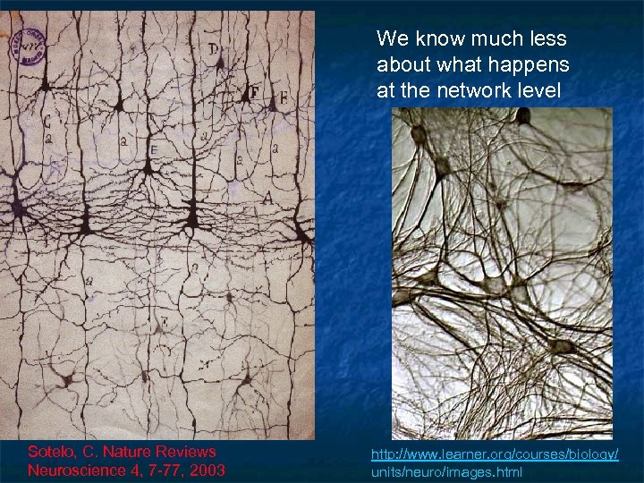 We know much less about what happens at the network level Sotelo, C. Nature