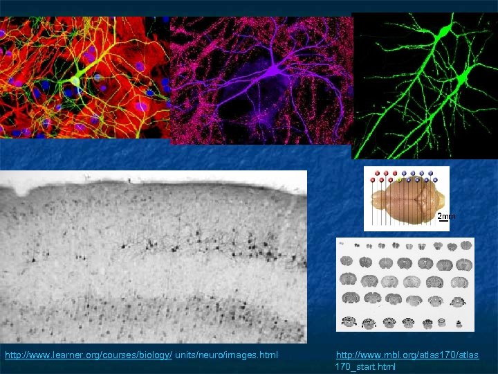 http: //www. learner. org/courses/biology/ units/neuro/images. html http: //www. mbl. org/atlas 170_start. html 