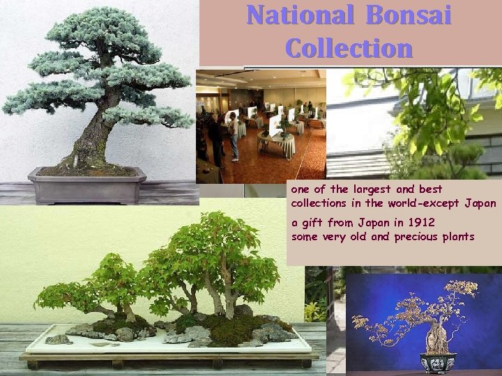 National Bonsai Collection one of the largest and best collections in the world-except Japan