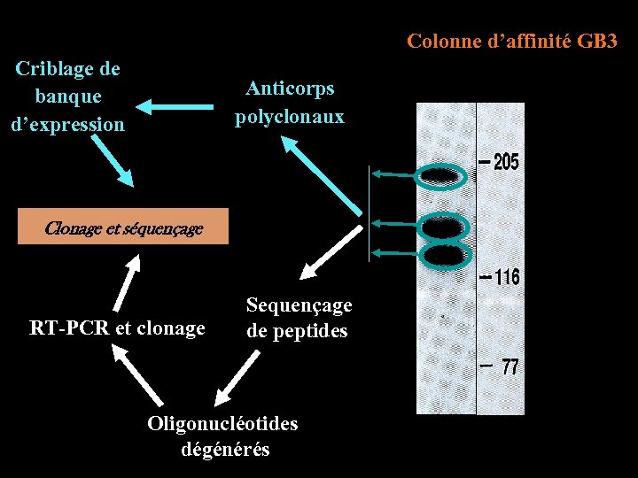 Colonne d’affinité GB 3 Criblage de banque d’expression Anticorps polyclonaux Clonage et séquençage RT-PCR