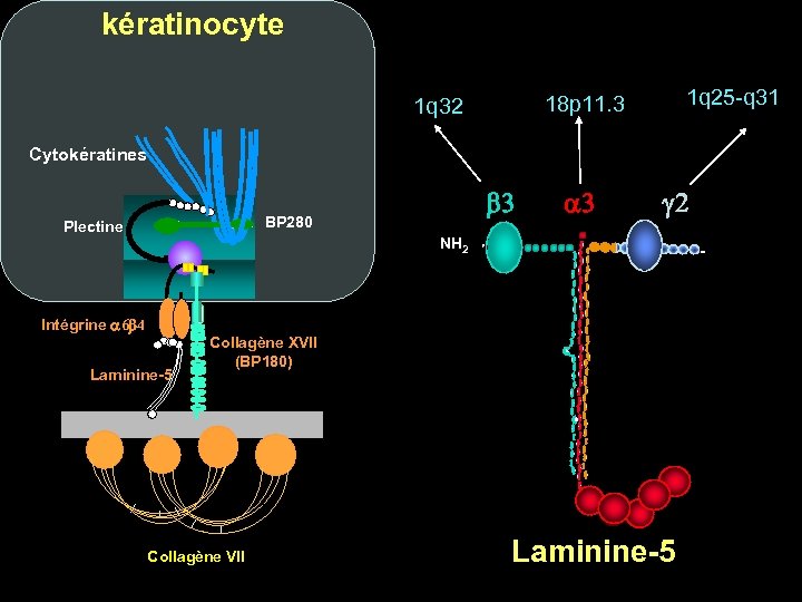 kératinocyte 1 q 25 -q 31 18 p 11. 3 1 q 32 Cytokératines
