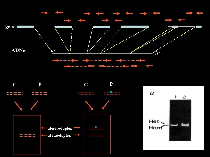 gène ADNc C 5’ P 3’ C Hétéroduplex Homoduplex P 