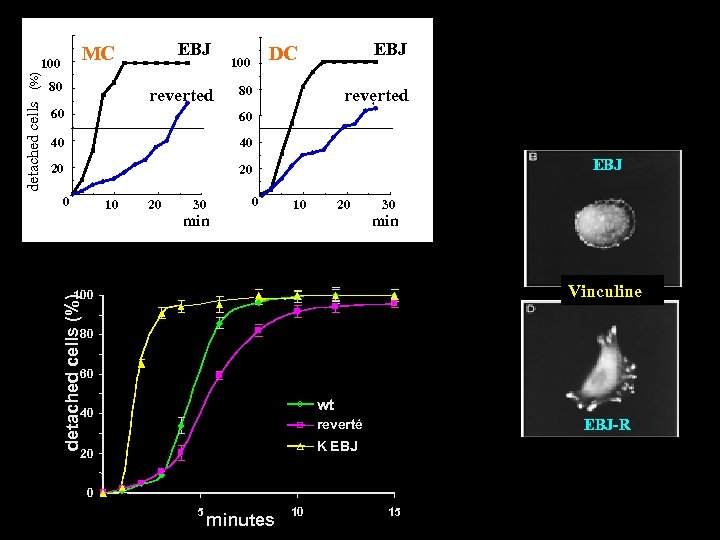 80 reverted EBJ DC 100 80 60 60 40 40 20 reverted 20 0