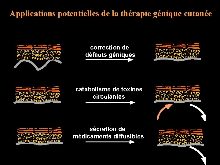 Applications potentielles de la thérapie génique cutanée correction de défauts géniques catabolisme de toxines