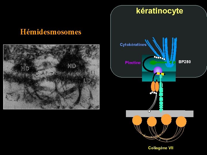 kératinocyte Hémidesmosomes Cytokératines BP 280 Plectine Collagène VII 